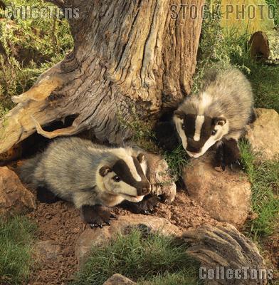 Folkmanis Badger Puppet