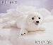 Folkmanis Harp Seal Pup Puppet